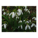 Snowdrops I (Galanthus) White Spring Flowers Photo Print