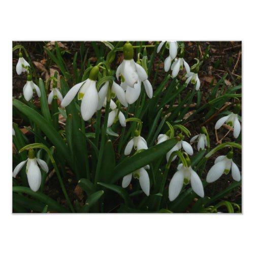 Snowdrops I Galanthus White Spring Flowers Photo Print