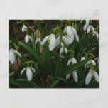 Snowdrops I (Galanthus) White Spring Flowers Postcard