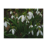 Snowdrops I (Galanthus) White Spring Flowers Postcard