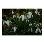 Snowdrops I (Galanthus) White Spring Flowers Poster