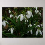 Snowdrops I (Galanthus) White Spring Flowers Poster