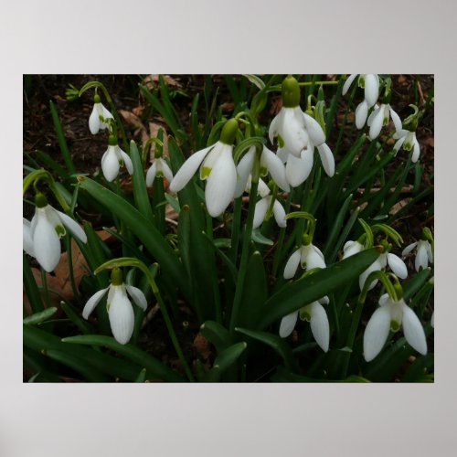 Snowdrops I Galanthus White Spring Flowers Poster