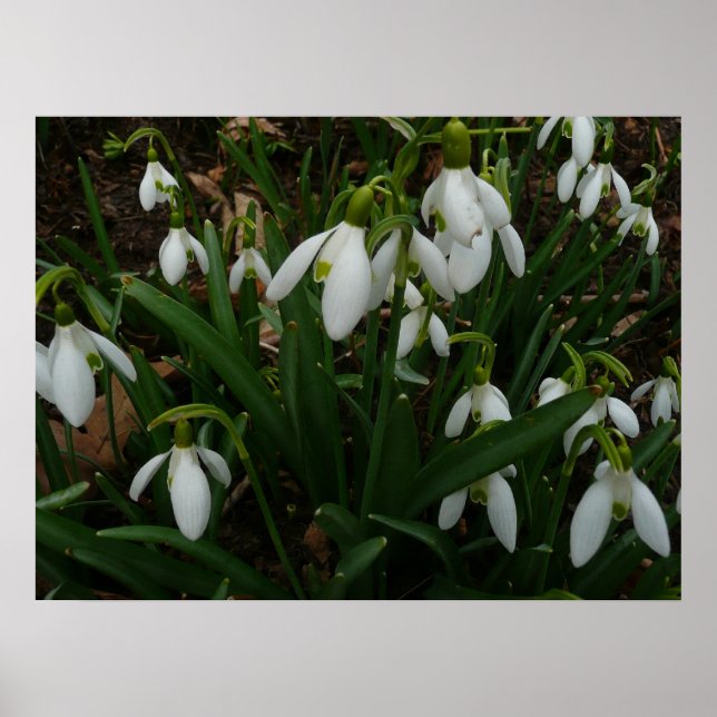 Snowdrops I (Galanthus) White Spring Flowers Poster (Front)