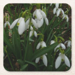 Snowdrops I (Galanthus) White Spring Flowers Square Paper Coaster