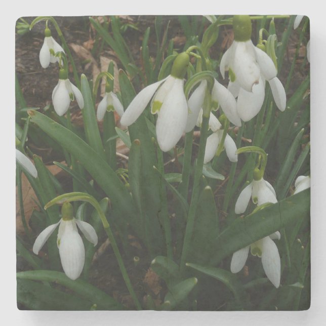 Snowdrops I (Galanthus) White Spring Flowers Stone Coaster (Front)