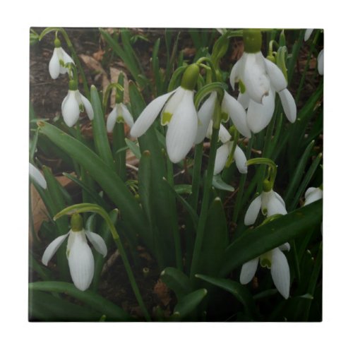 Snowdrops I Galanthus White Spring Flowers Tile