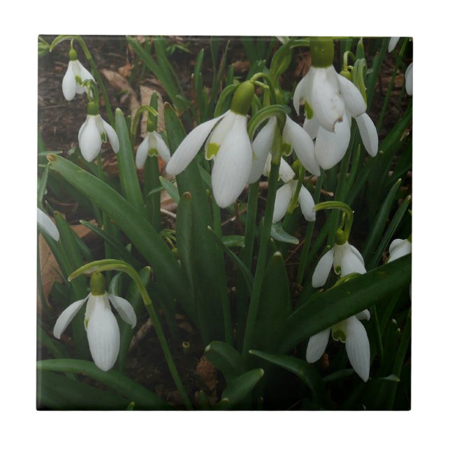 Snowdrops I (Galanthus) White Spring Flowers Tile (Front)
