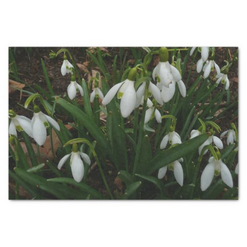 Snowdrops I Galanthus White Spring Flowers Tissue Paper