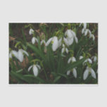 Snowdrops I (Galanthus) White Spring Flowers Tissue Paper