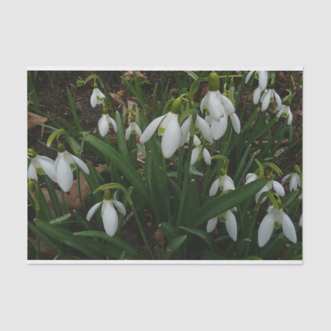 Snowdrops I (Galanthus) White Spring Flowers Tissue Paper (Front)