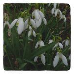 Snowdrops I (Galanthus) White Spring Flowers Trivet