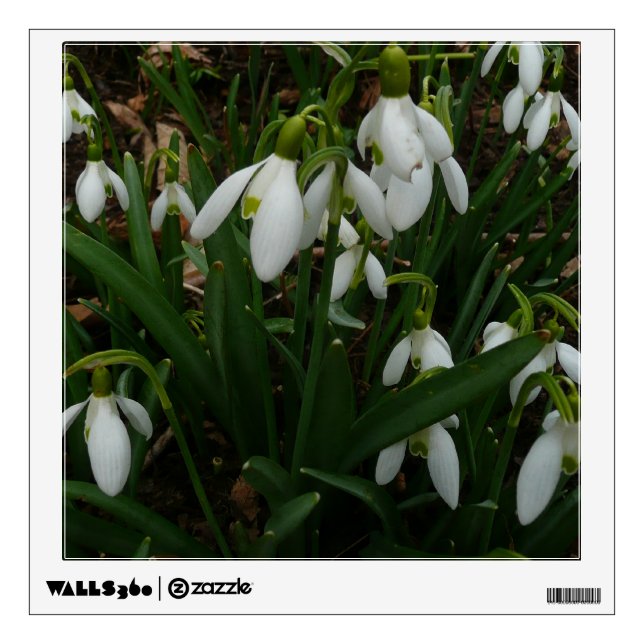 Snowdrops I (Galanthus) White Spring Flowers Wall Sticker (Front)