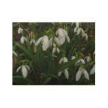 Snowdrops I (Galanthus) White Spring Flowers Wood Poster