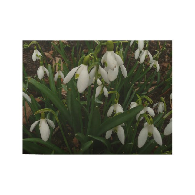 Snowdrops I (Galanthus) White Spring Flowers Wood Poster (Front)