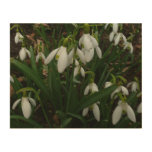 Snowdrops I (Galanthus) White Spring Flowers Wood Wall Art