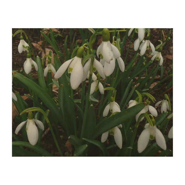 Snowdrops I (Galanthus) White Spring Flowers Wood Wall Art (Front)