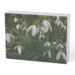 Snowdrops I (Galanthus) White Spring Flowers Wooden Box Sign