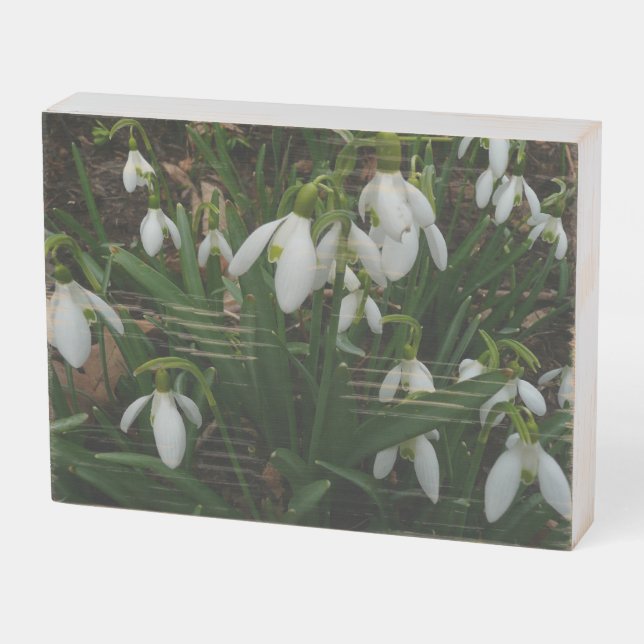Snowdrops I (Galanthus) White Spring Flowers Wooden Box Sign (Angled Horizontal)