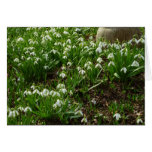 Snowdrops II (Galanthus) Spring Floral