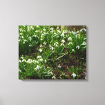 Snowdrops II (Galanthus) Spring Floral Canvas Print