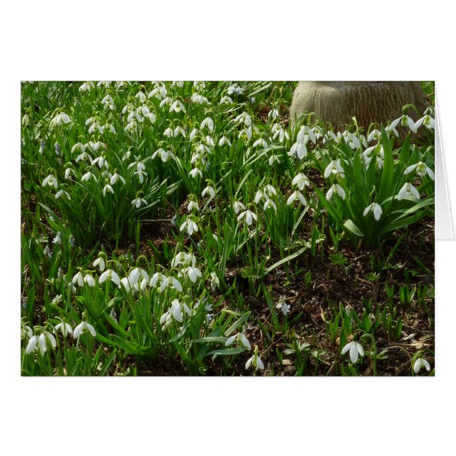 Snowdrops II (Galanthus) Spring Floral Cards (Front Horizontal)