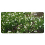 Snowdrops II (Galanthus) Spring Floral License Plate