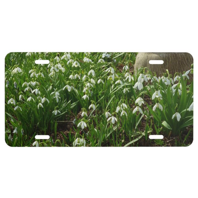 Snowdrops II (Galanthus) Spring Floral License Plate (Front)