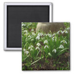 Snowdrops II (Galanthus) Spring Floral Magnet