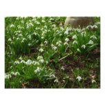 Snowdrops II (Galanthus) Spring Floral Photo Print