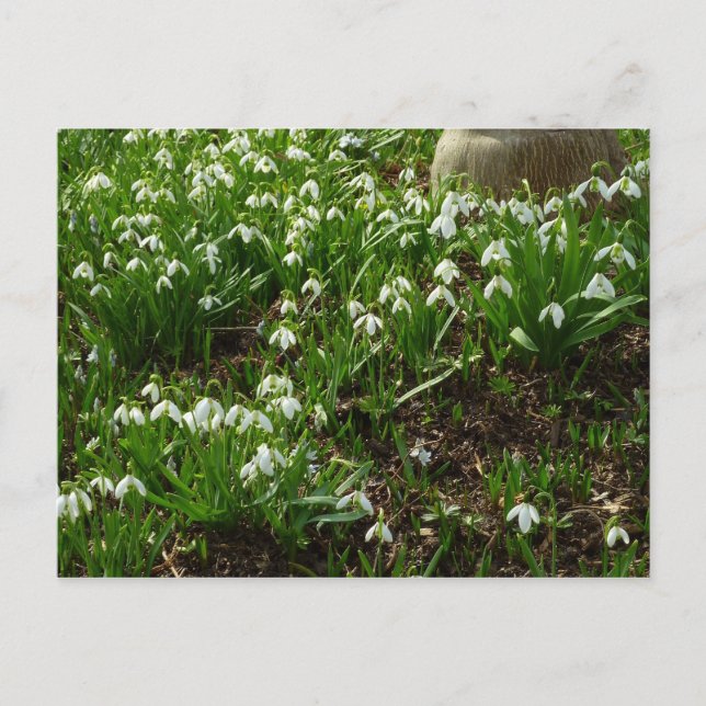 Snowdrops II (Galanthus) Spring Floral Postcard (Front)