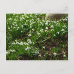 Snowdrops II (Galanthus) Spring Floral Postcard