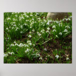 Snowdrops II (Galanthus) Spring Floral Poster