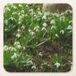Snowdrops II (Galanthus) Spring Floral Square Paper Coaster