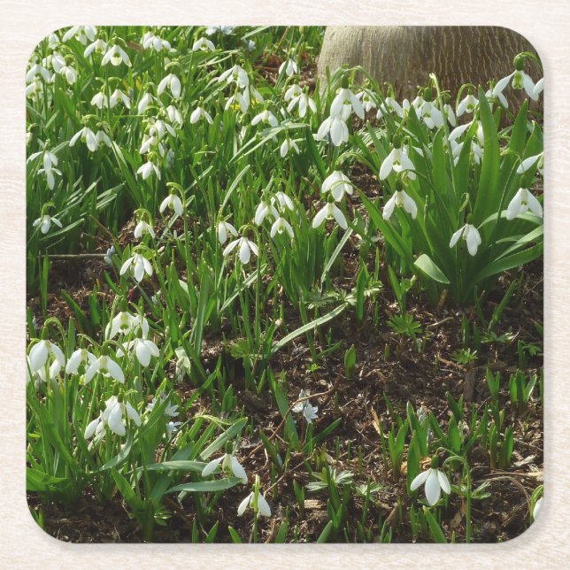 Snowdrops II (Galanthus) Spring Floral Square Paper Coaster (Front)