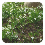 Snowdrops II (Galanthus) Spring Floral Square Sticker