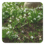 Snowdrops II (Galanthus) Spring Floral Square Sticker