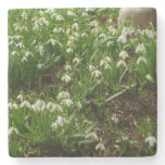 Snowdrops II (Galanthus) Spring Floral Stone Coaster