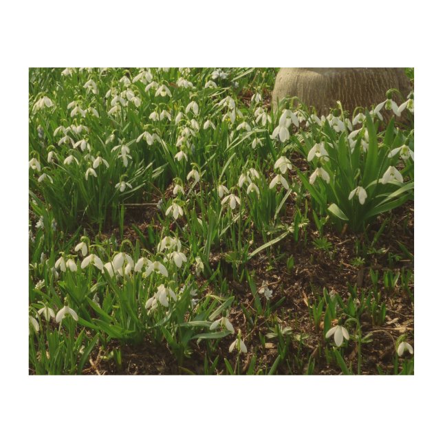 Snowdrops II (Galanthus) Spring Floral Wood Wall Decor (Front)