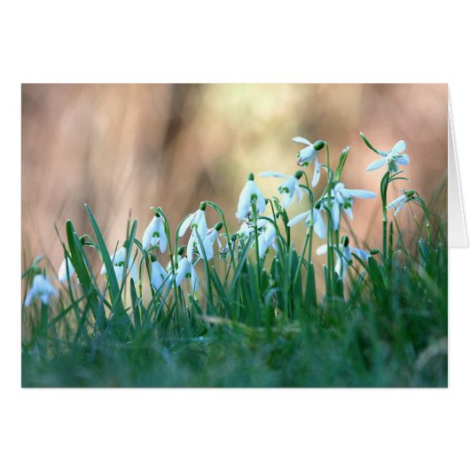 Snowdrops in Spring Cards (Front Horizontal)