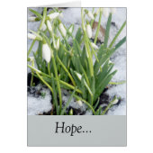 Snowdrops In The Snow (Front)