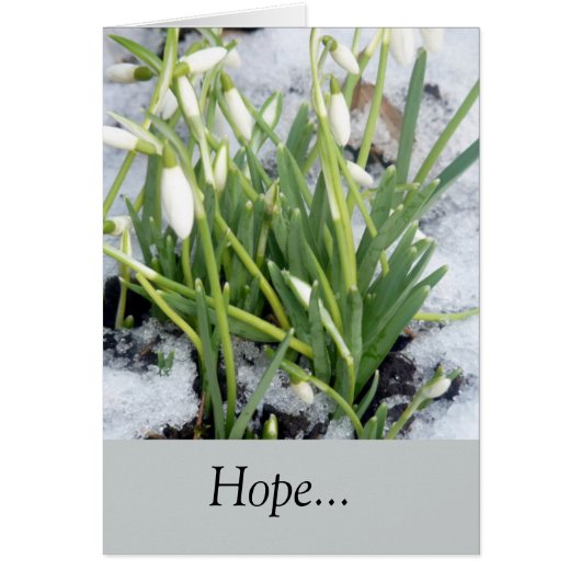 Snowdrops In The Snow Cards (Front)