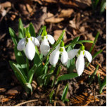 Snowdrops in the sunshine cutout<br><div class="desc">Snowdrops in the garden sunshine. The first messenger of spring,  it's latin name is Galanthus.</div>