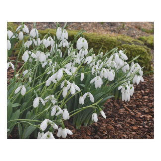Snowdrops in the Woods Faux Wrapped Canvas Medium
