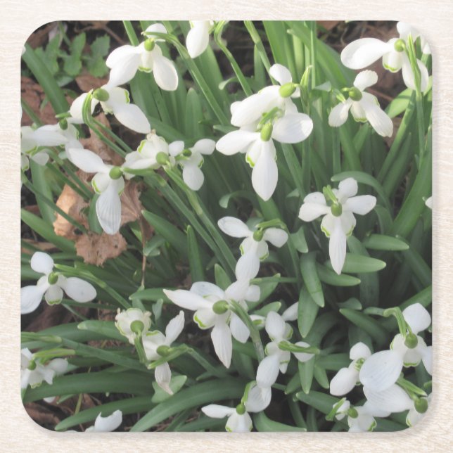 Snowdrops on a Square Coaster (Front)