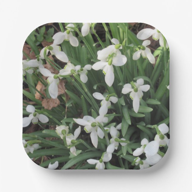 Snowdrops on a Square Paper Plate (Front)