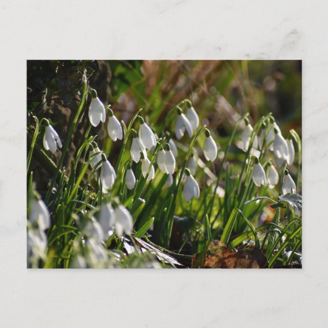 Snowdrops  postcard (Front)
