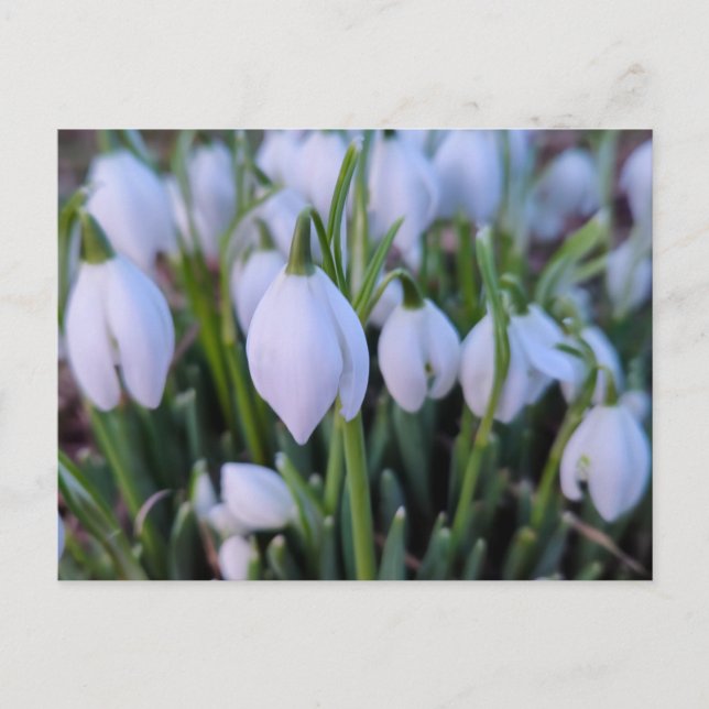 Snowdrops  postcard (Front)
