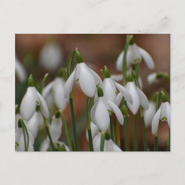 Snowdrops  postcard (Front)