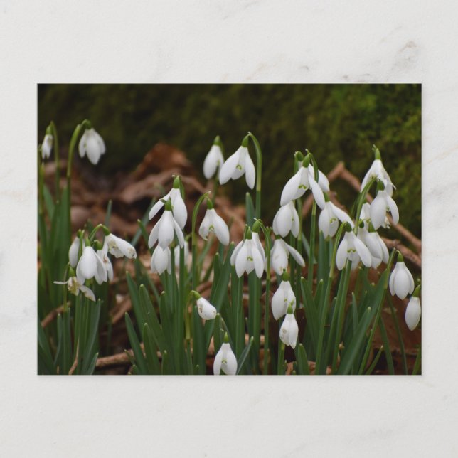 Snowdrops  postcard (Front)